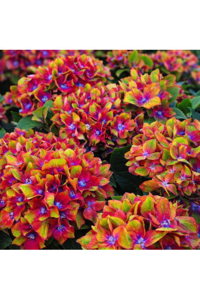 Гортензія широколиста Шлосс Вакербарт